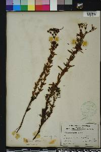 Hypericum cistifolium image