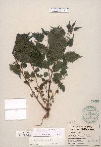 Urtica chamaedryoides image