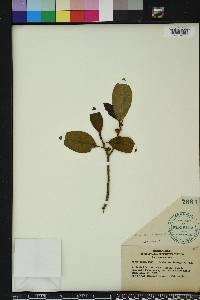 Ficus aurea image