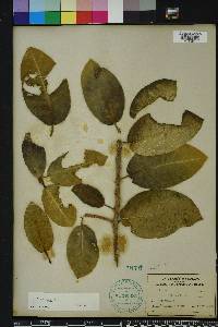 Ficus aurea image