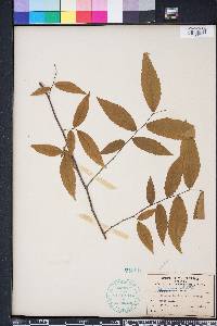 Ulmus alata image