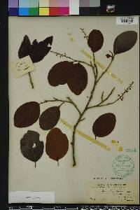 Coccoloba diversifolia image