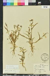 Murdannia nudiflora image