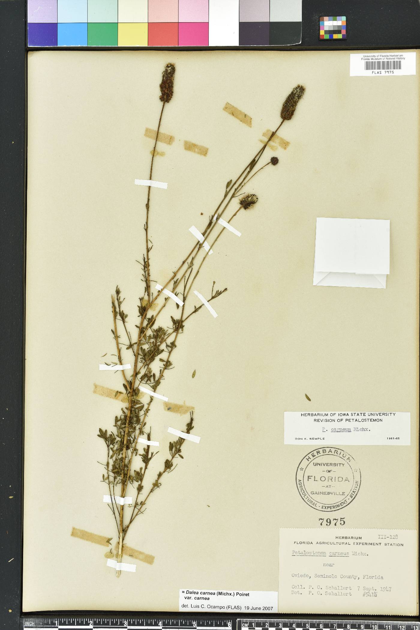 Dalea carnea image