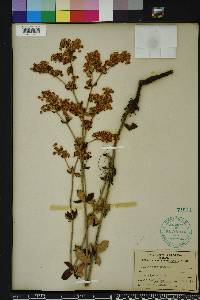 Eriogonum tomentosum image
