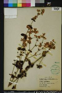 Eriogonum tomentosum image