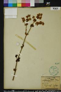 Eriogonum tomentosum image