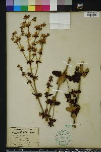 Eriogonum tomentosum image