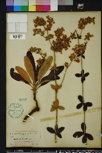 Eriogonum tomentosum image