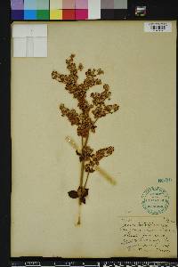 Eriogonum tomentosum image