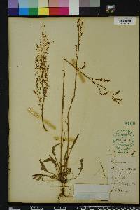 Rumex hastatulus image