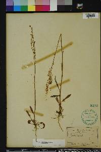 Rumex hastatulus image