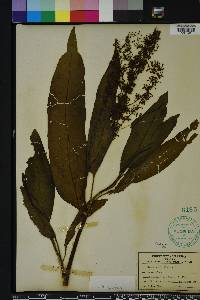 Rumex verticillatus image