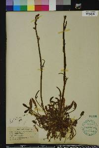 Rumex hastatulus image