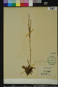 Rumex hastatulus image