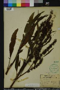 Rumex verticillatus image