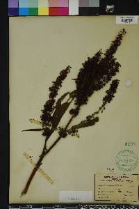 Rumex verticillatus image