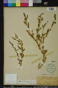 Atriplex cristata image