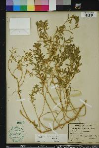 Atriplex cristata image