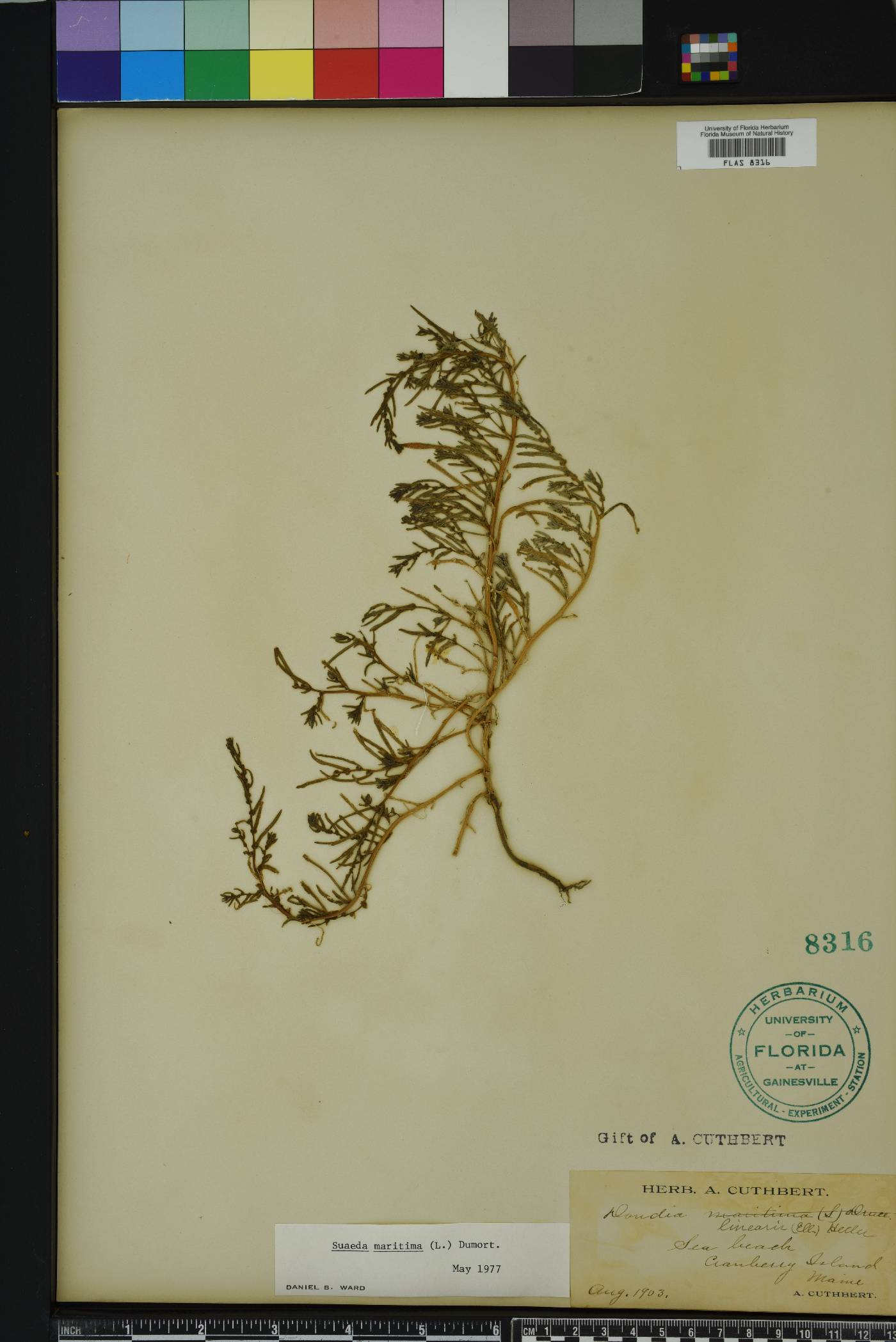 Suaeda maritima image