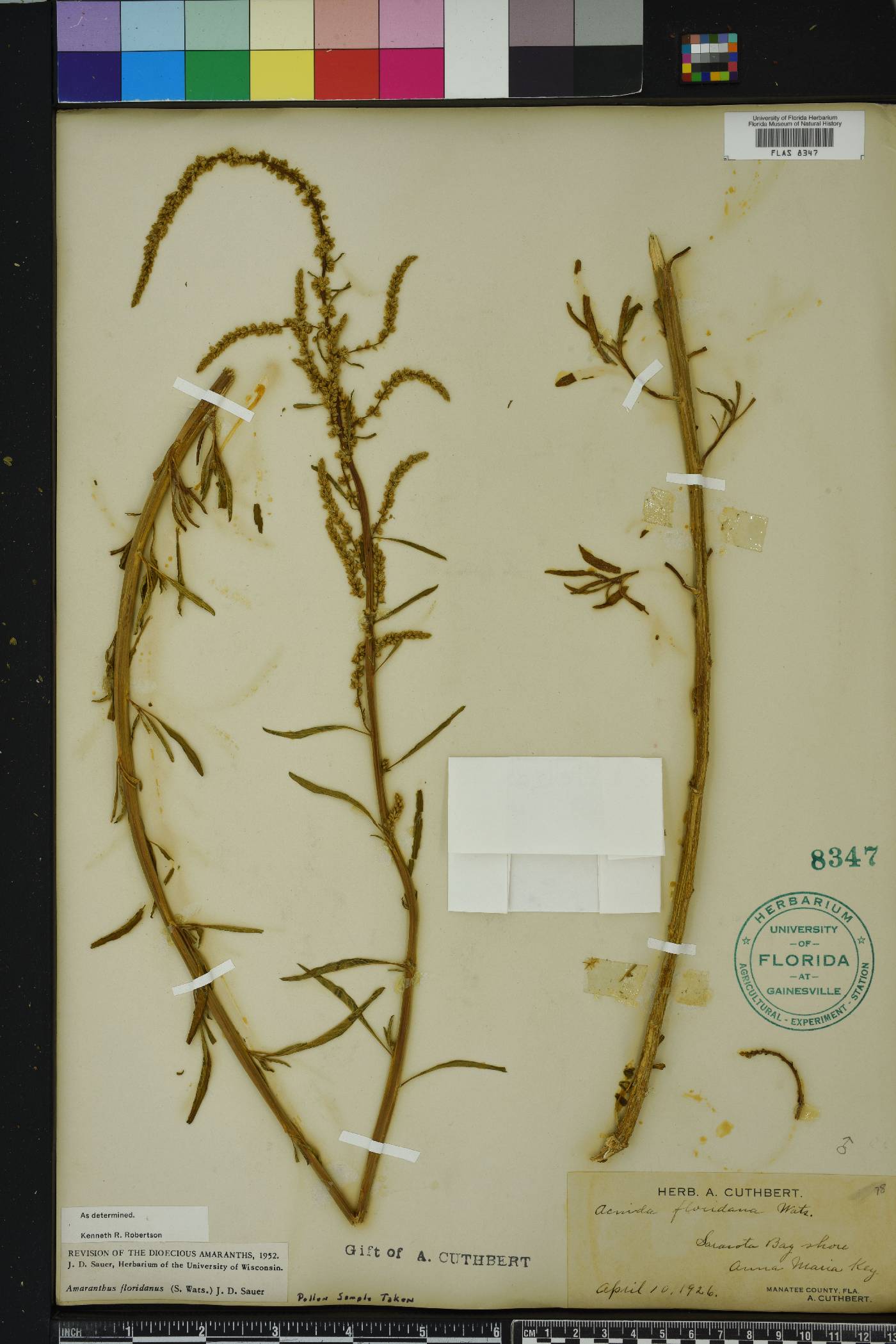 Amaranthus floridanus image