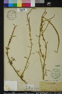 Amaranthus floridanus image