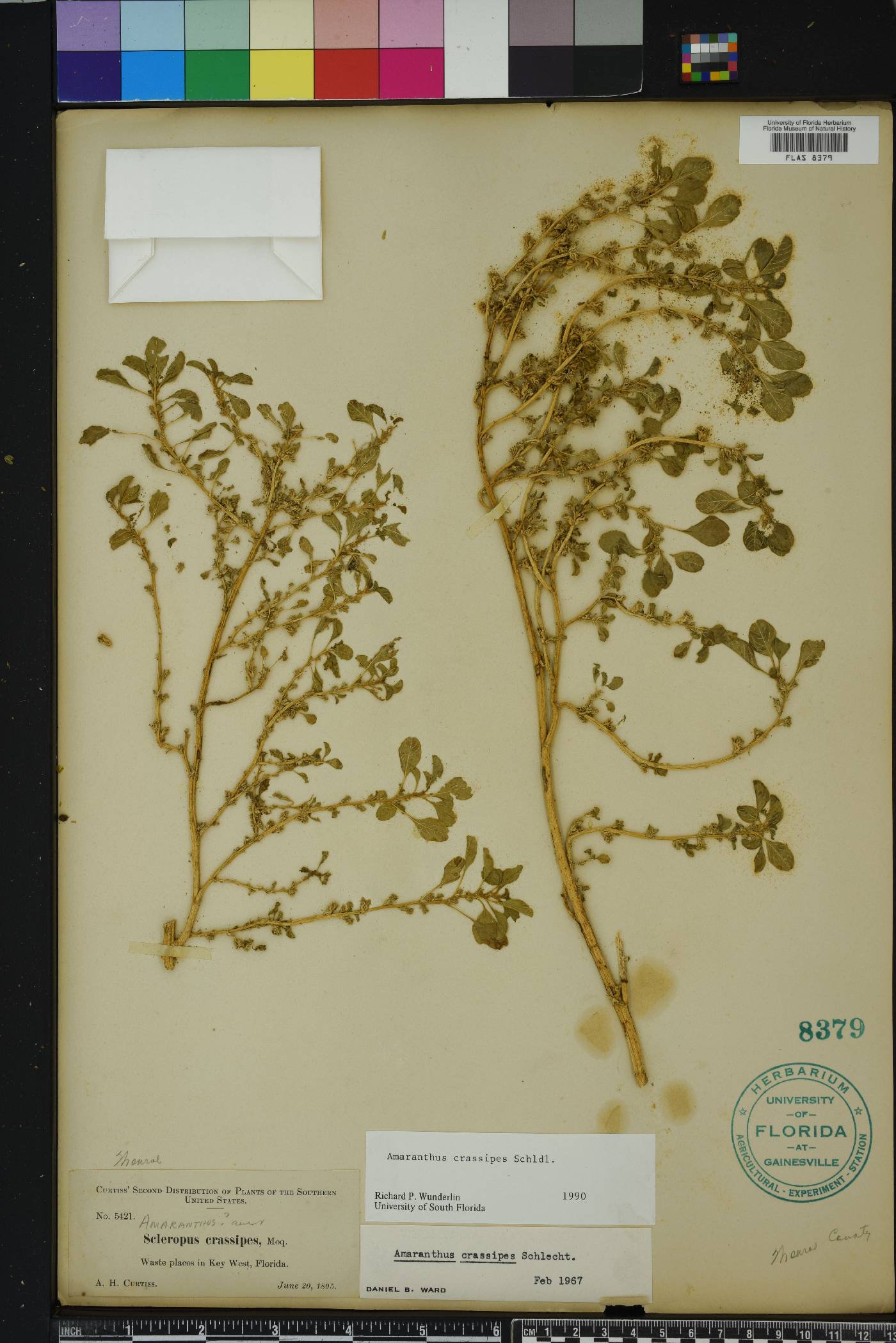 Amaranthus crassipes image