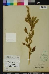 Amaranthus powellii image