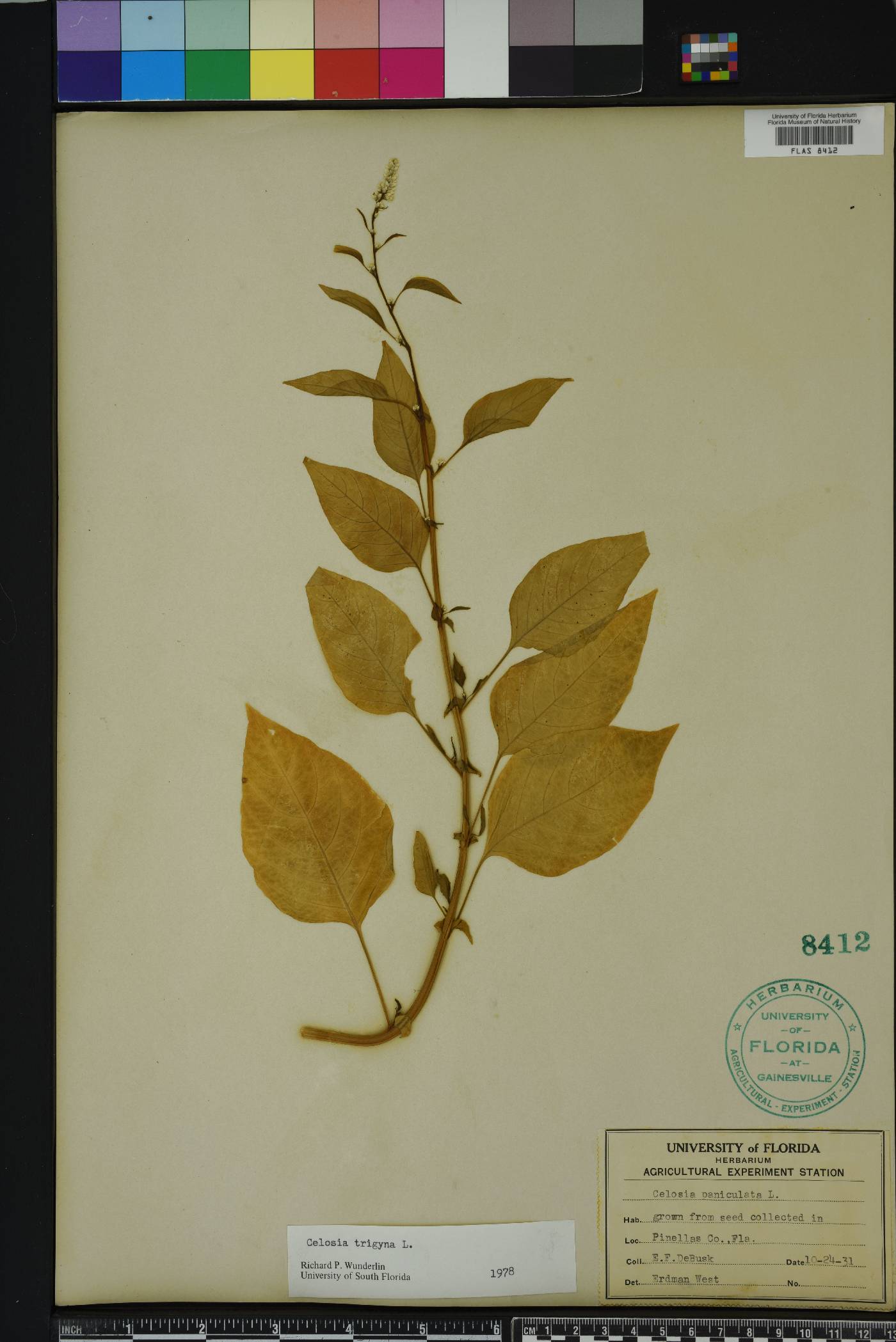 Celosia trigyna image