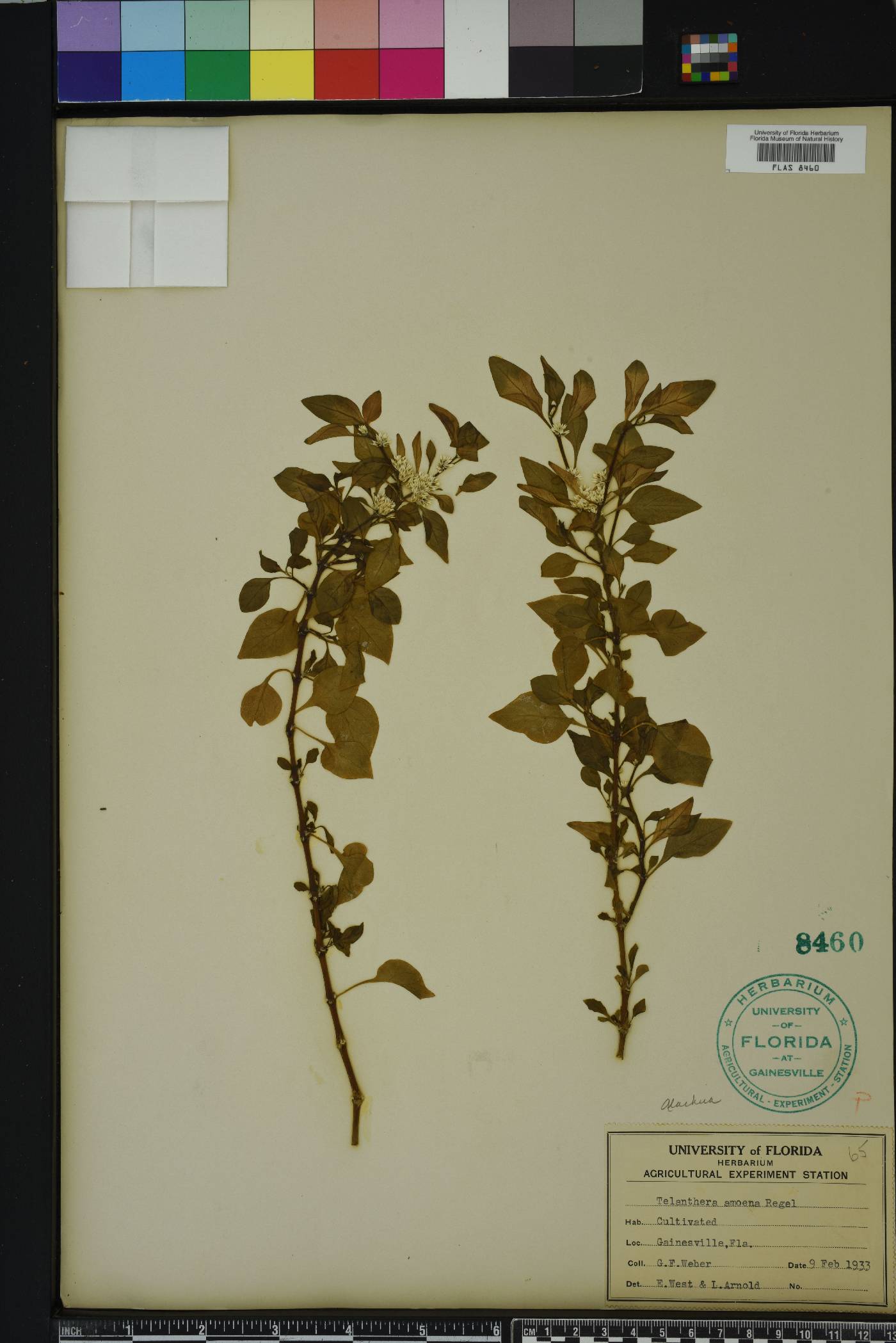 Alternanthera bettzickiana image