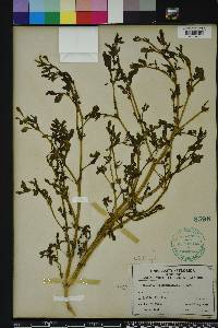 Sesuvium maritimum image