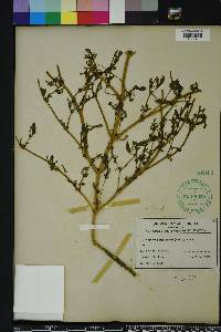 Sesuvium maritimum image