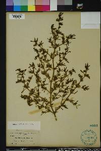 Sesuvium maritimum image