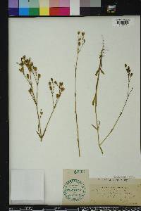 Scleranthus annuus image