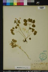 Anemonella thalictroides image