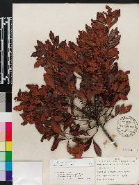 Myrica cerifera image