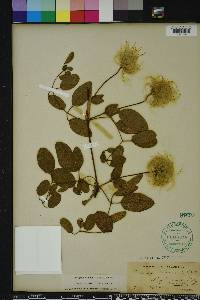 Clematis reticulata image