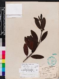 Illicium parviflorum image