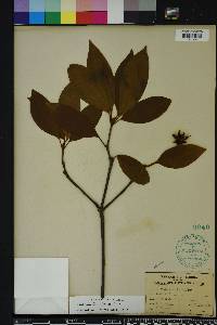 Illicium floridanum image