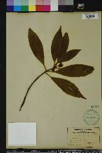 Illicium floridanum image