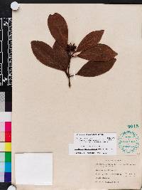 Illicium parviflorum image