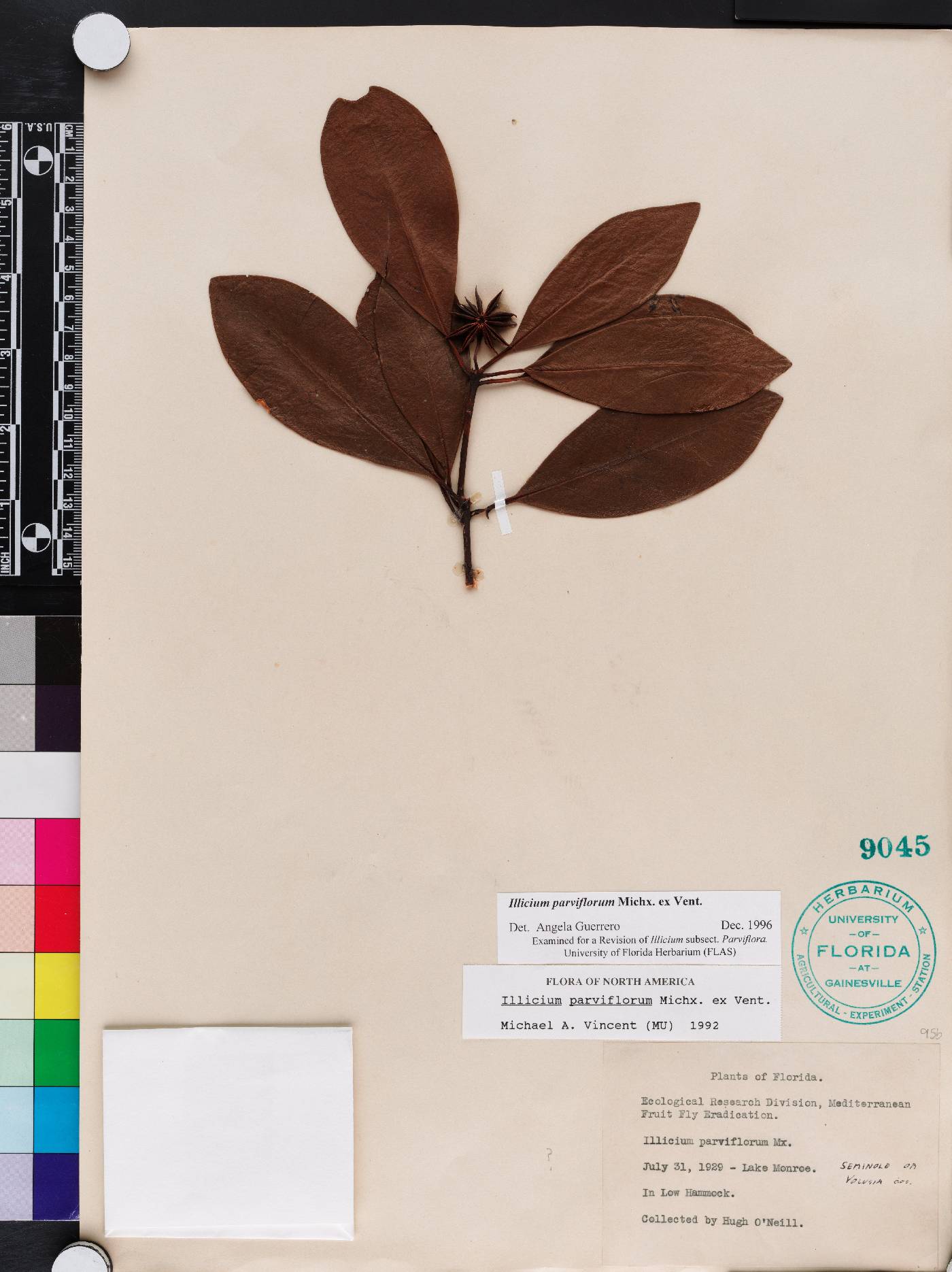 Illicium parviflorum image