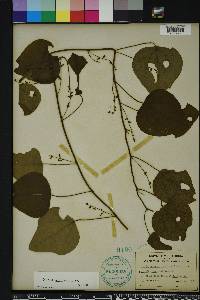 Nephroia carolina image