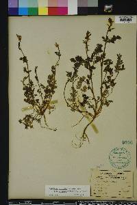 Corydalis micrantha image