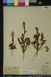 Corydalis micrantha image