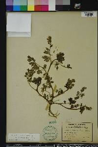 Corydalis micrantha image