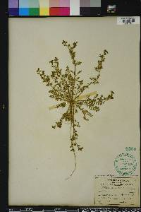 Lepidium didymum image