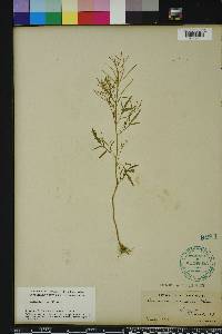 Cardamine parviflora image