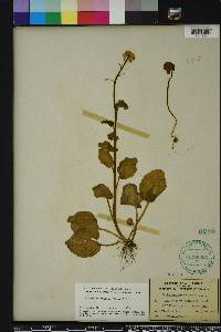 Cardamine bulbosa image