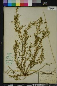 Lepidium didymum image